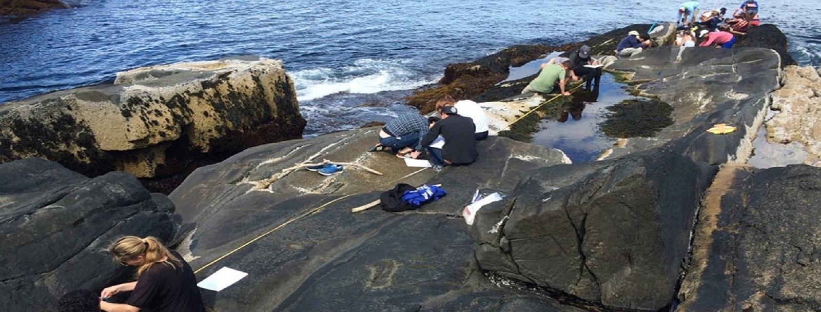 学生们在浅滩岛海洋实验室测量岩石上的数据